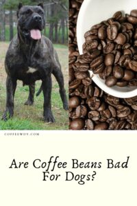 Are Coffee Beans Bad For Dogs?