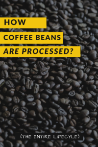How Coffee Beans Are Processed?