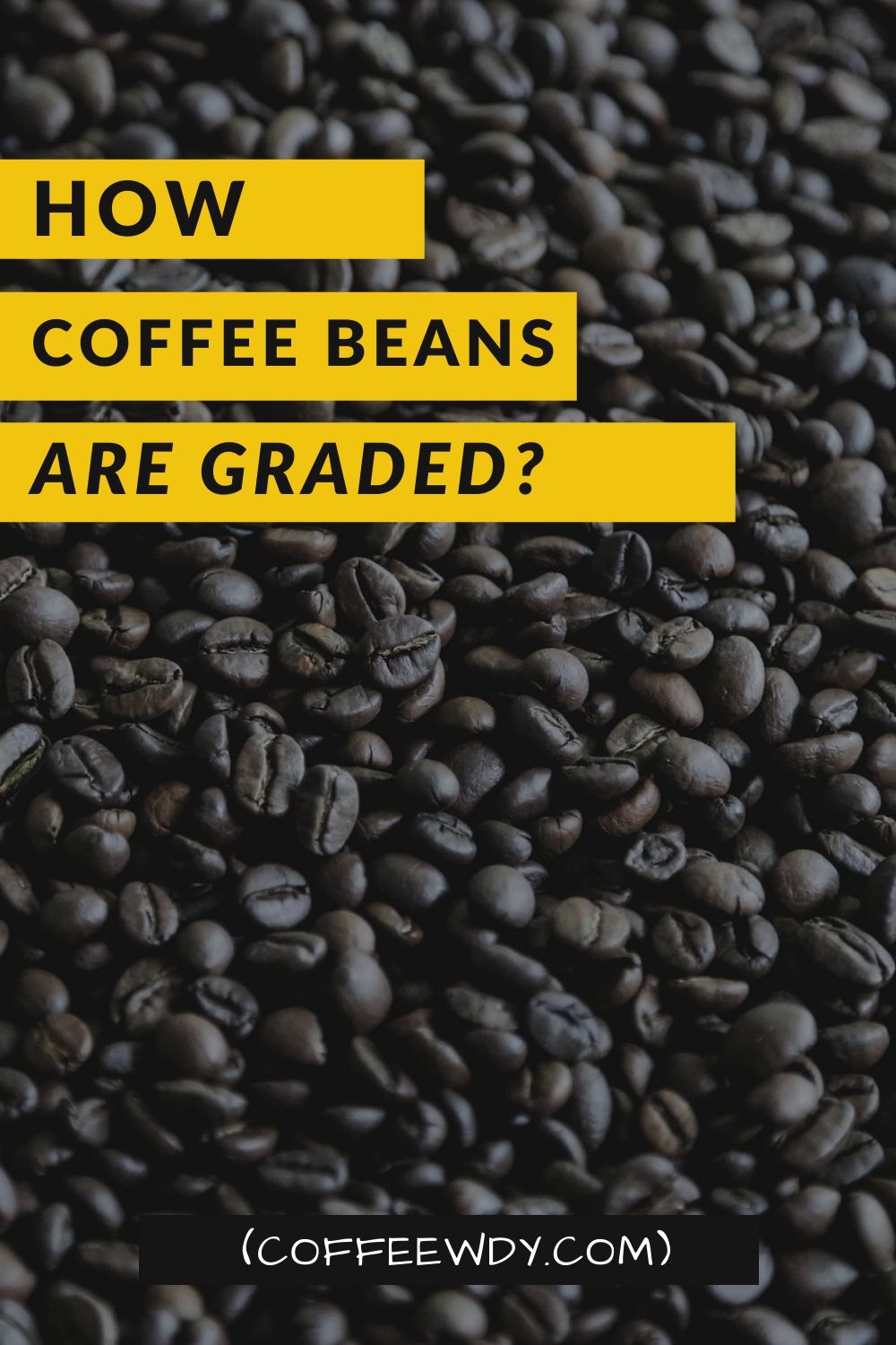 How are Coffee Beans Graded?