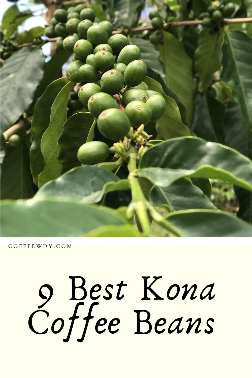 Best Kona Coffee Beans [9 Brands NOT TO MISS]